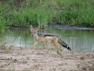 Fototapeta premium Taken in Tanzania Africa on Safari February 2015