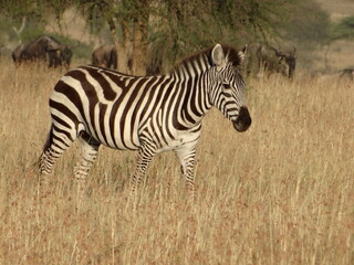 Naklejka na ściany i meble Taken in Tanzania Africa on Safari February 2015