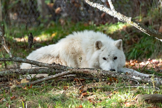 Renard Arctique Images Browse 322 Stock Photos Vectors And Video Adobe Stock