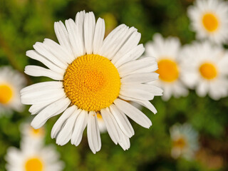Obraz premium Blühende Margeriten, Leucanthemum, im Frühling