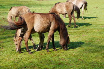 Fototapeta premium a herd of wild horses grazes on a green meadow in the morning sun and shade