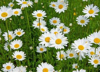 Obraz premium Blühende Margeriten, Leucanthemum, im Frühling