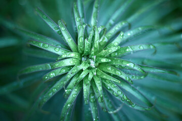 Naklejka na ściany i meble Close up of fresh green foliage with water drops after rain.