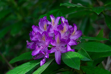 la fleur mauve