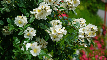 활짝 핀 흰색 찔레꽃