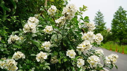 활짝 핀 흰색 찔레꽃