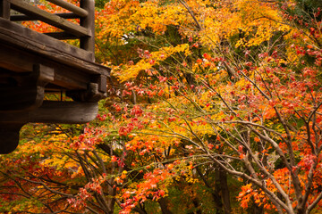 紅葉