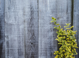 Wooden fence with yellow leaves in garden, Climber with yellow and green  leaves on a wooden wall with copy space on background, Natural Leaves on painted wood background.