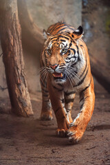 Sumatran tiger