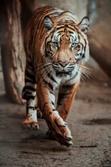 Tuinposter Sumatran tiger © Sangur