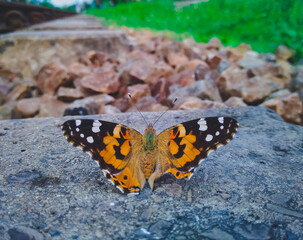 The Painted Lady butterfly on a Stone
