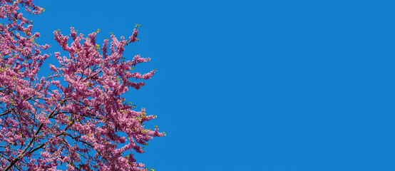Lush pink blooming of eastern redbud tree against bright blue sky on a sunny spring day. Purple flowering branches of Cercis or Judas Tree. Spring banner template. Copy space. Wide angle.
