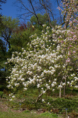 Fototapeta na wymiar Magnolia blooming in the spring in a garden