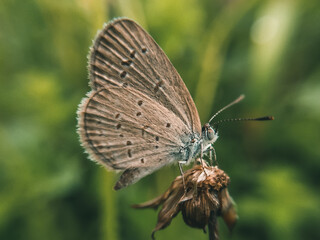 An amazing macro shot of a mazarine blue butterfly isolated on a green background