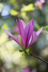 Magnolia blooming in the spring