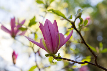 Magnolia blooming in the spring