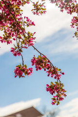 Delicate spring cherry blossom on a tree branch, closeup, selective focus