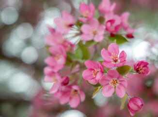 Delicate spring cherry blossom on a tree branch, closeup, selective focus