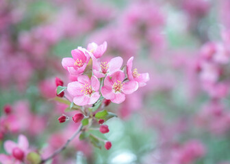 Fototapeta na wymiar Delicate spring cherry blossom on a tree branch, closeup, selective focus