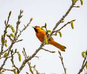 Male Bullock's oriole (Icterus bullockii) perching on the tree branch in Barr Lake State Park, Brighton, Colorado