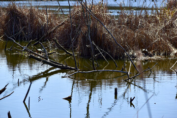 wild boar in the swamp