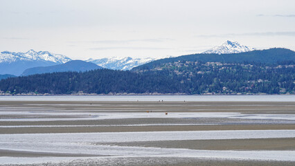 Spectacular panoramic view to snow mountain and shallow water during super low tide walk from foreshore beach to Burrard Inlet 