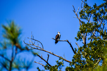 stork on the tree