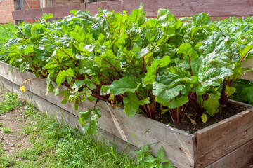 Green beet sprouts in small garden fenced with boards. Horizontal image.