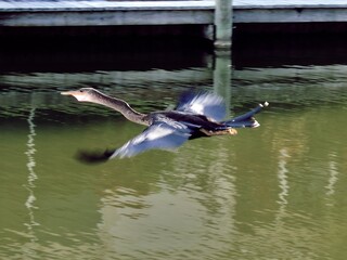 Anhinga birds from Floride