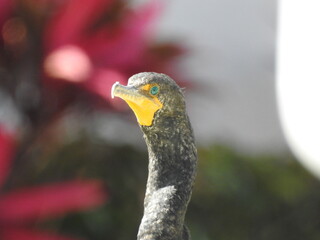 Anhinga birds from Floride
