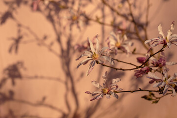 Blooming Magnolia tree on pink background with beautiful sunset shadows