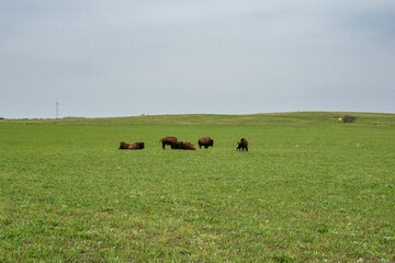 Wild bison play fighting on the prairie.  Nachusa Grasslands The Nature Conservancy, Illinois, USA.