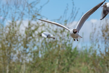 Black-headed Gulls (Larus ridibundus) at colony, Moscow region, Russia