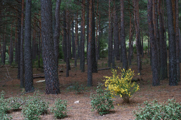 kwiaty drzewa natura widok zieleń wiosna © Piotr