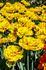 Double late Tulip 'Exotic Sun' (Tulipa hybrida) in park