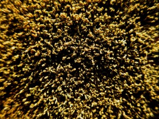 Dried moss formed on a red brick wall