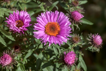 New England Aster (Symphyotrichum novae-angliae) in garden