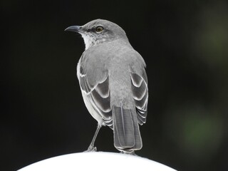 Birds in Florida