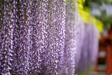 【京都府宇治市】平等院鳳凰堂の藤棚【世界文化遺産】
