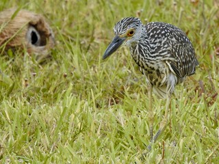 Birds in Florida