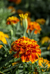 French Marigold (Tagetes patula) in garden