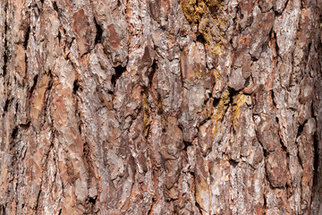 Big tree bark texture background