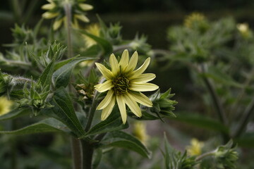 kwiat © Bartosz Dobrychlop