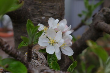Apfelbl&uuml;te, Obstbau, Baum, Bl&uuml;te, Garten