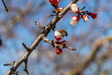 Bee collects nectar and pollen from flowering apricot. Anthophila, Apis mellifera. Topic: advertising beekeeping products, background for theme of gardening.