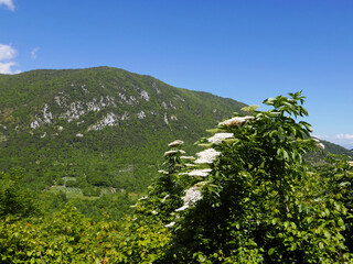 rilassante panorama collinare in una giornata serena