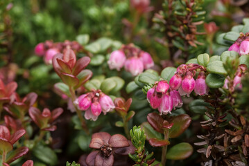 Lingonberry (Vaccinium vitis-idaea) Chowiet Island, Semidi Islands, Alaska, USA
