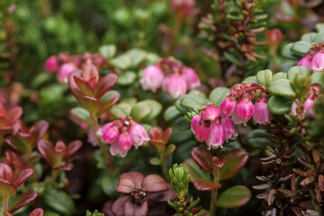 Fototapeta na wymiar Lingonberry (Vaccinium vitis-idaea) Chowiet Island, Semidi Islands, Alaska, USA
