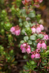 Lingonberry (Vaccinium vitis-idaea) Chowiet Island, Semidi Islands, Alaska, USA
