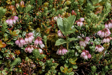 Obraz na płótnie Canvas Lingonberry (Vaccinium vitis-idaea) Chowiet Island, Semidi Islands, Alaska, USA